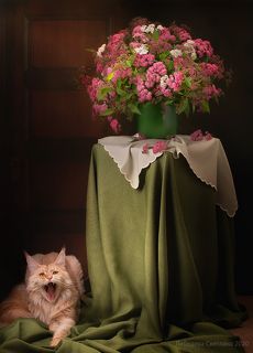 С цветами и котом 2