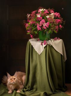 С цветами и котом 3