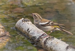 пьёт водичку..