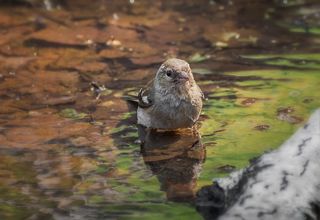 а теперь будем купаться...!
