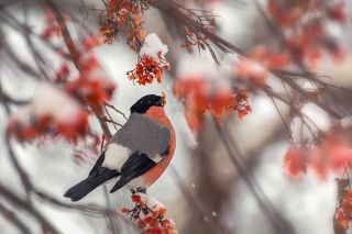 С наступающим Новым годом!