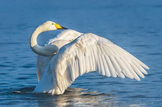 Лебедь на озере Светлое
