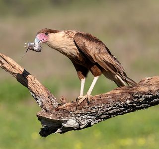 Crested Caracara with prey - Молодая Каракара