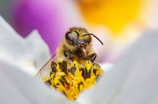 Весёлая пчёлка. Фото одним кадром со штатива. f22 ISO 500 1/200