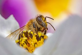 Весёлая пчёлка. Фото одним кадром со штатива. f22 ISO 500 1/200