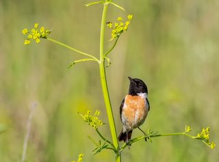 под мухой! тоже охотник!