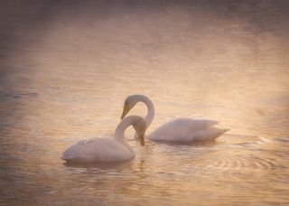 Сладкая парочка кликунов