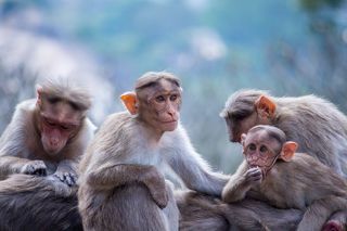 This shot was taken at Melukote, Karnataka, India, 2020.