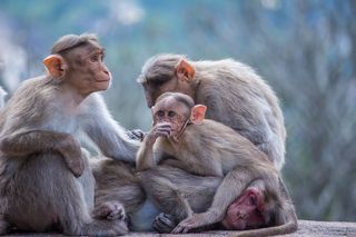 This shot was taken at Melukote, Karnataka, India, 2020.