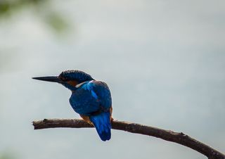 This shot was taken at Outskirts of Nanjangud, near to Mysuru, Karnataka, India.