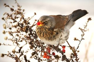 Дрозд рябинник