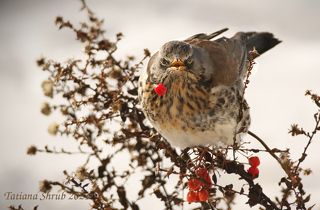Ой, ягодку уронил!