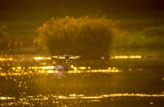 This shot was taken at Ranganathittu Bird Sanctuary, Karnataka, India.
