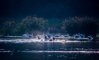 This shot was taken at Ranganathittu Bird Sanctuary, Karnataka, India.