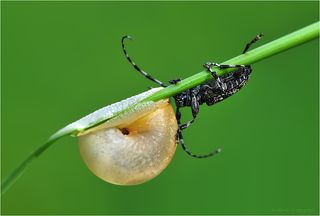 И повстречалась ему на пути пышная красавица