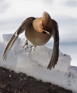 Разойдись! Взлетаю...