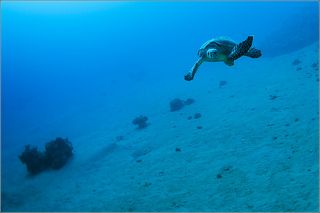 Более любвеобильной и любопытной по отношению к дайверам черепахи, я не видел никогда... Обычно, они стараютя удрать со всех ласт, а тут... Впрочем, по порядку...  Увидев непонятный движущийся за ней объект, она сделала боевой разворот и на всех порах рванула на меня... Клацнув клювом по порту бокса, она поднырнула вниз и попыталась схватить октопус , причём так настойчиво, что пришлось попросить её этого не делать...) После этого она переключилась на моего бадди-партнёра и настояла, таки, на своём...) Теперь, я смело могу утверждать, что собственными глазами видел черепаху, которая дышит из дайверского регулятора...) Такие дела... Приятного просмотра...