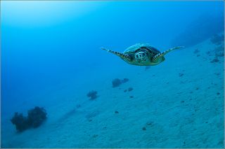 Выбор курса