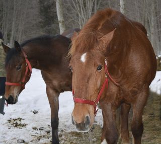 Аризона(слева)и Марси.