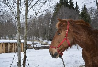 Скромница Марси.