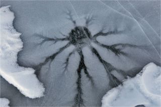 03. Каракатица