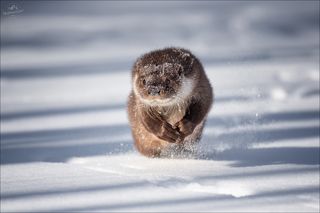 Речная выдра.
Незапланированный \
