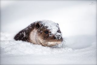 Речная выдра