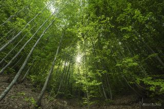 This scene was a forest stretching as far as the eye can see in the Turkish countryside Enjoy with me and share the adventure with me ..