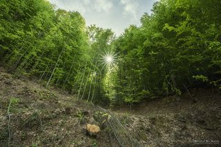 This scene was a forest stretching as far as the eye can see in the Turkish countryside Enjoy with me and share the adventure with me ..