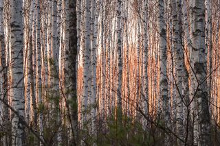 01	Весна, наверно, лучшее время, чтобы понаблюдать за глубинами леса. Света уже много, а листвы еще нет и березовые рощи стоят прозрачные…