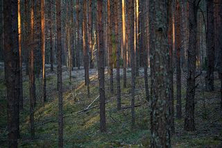 02	Сосновые леса без листьев подлеска позволяют заглянуть в себя гораздо дальше, …