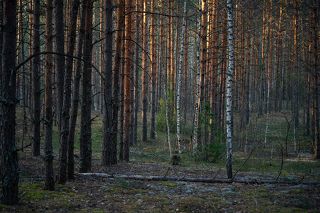 03	… где взгляд упирается в сплошной частокол стволов