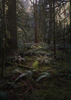 Нашествие. Папоротники как то хищно разместились в кадре, навевая сцены из детства ис Руслана и Людмилы.