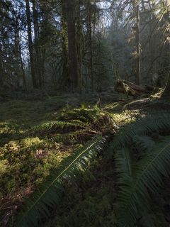 Паутина как галактика.