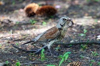 Заботливый родитель