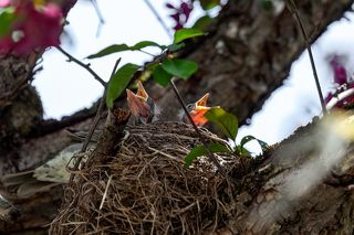 Есть давай!