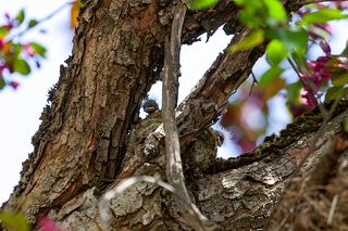 Малыши зяблики