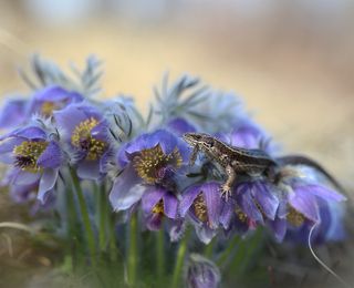 Неожиданным открытием для меня стало то, что комары кусают ящериц!