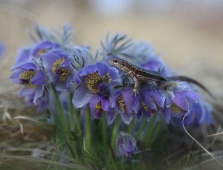 Но комар преспокойно укусил ящерку и улетел!