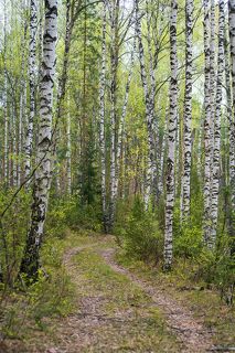 01 Дорожка в весну