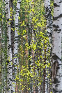 02 Молодо-зелено