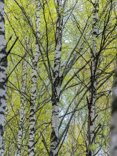 03 Тяга у свету