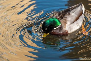 Проба моего угощения