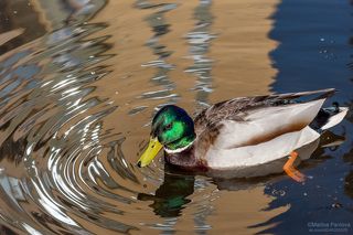 Поиск утонувшего угощения