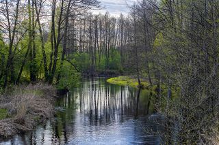 03 … а кроны прибрежных деревьев так лаконично графичны!