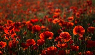 Poppies