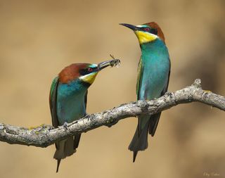 Предложение руки и сердца