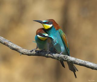 Ухаживания