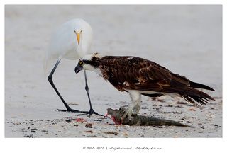 Пока наблюдала за охотой пеликанов, неподалеку сидел на берегу моря этот красавчик и наслаждался пойманной рыбой. 

Пеликанов пришлось оставить. 

Там же крутились несколько цапель, пытаясь ухватить хоть небольшой кусочек. 

Изредка им это удавалось:)