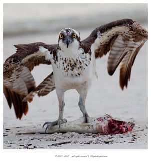 Это моя добыча